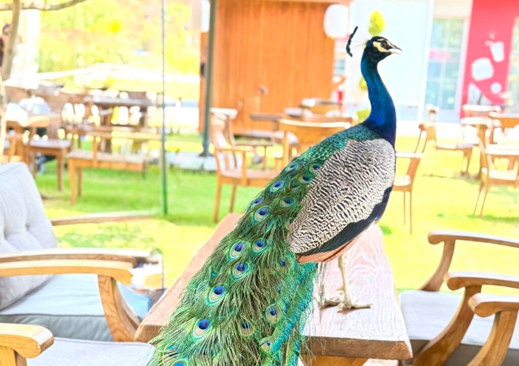 Masaları ziyaret eden bir tavuskuşu